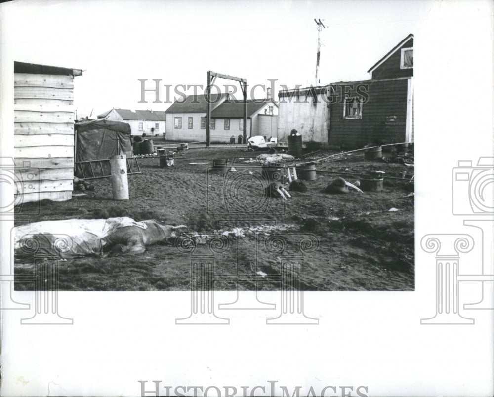 1965 Press Photo News Service Photo Street Barrow Alas