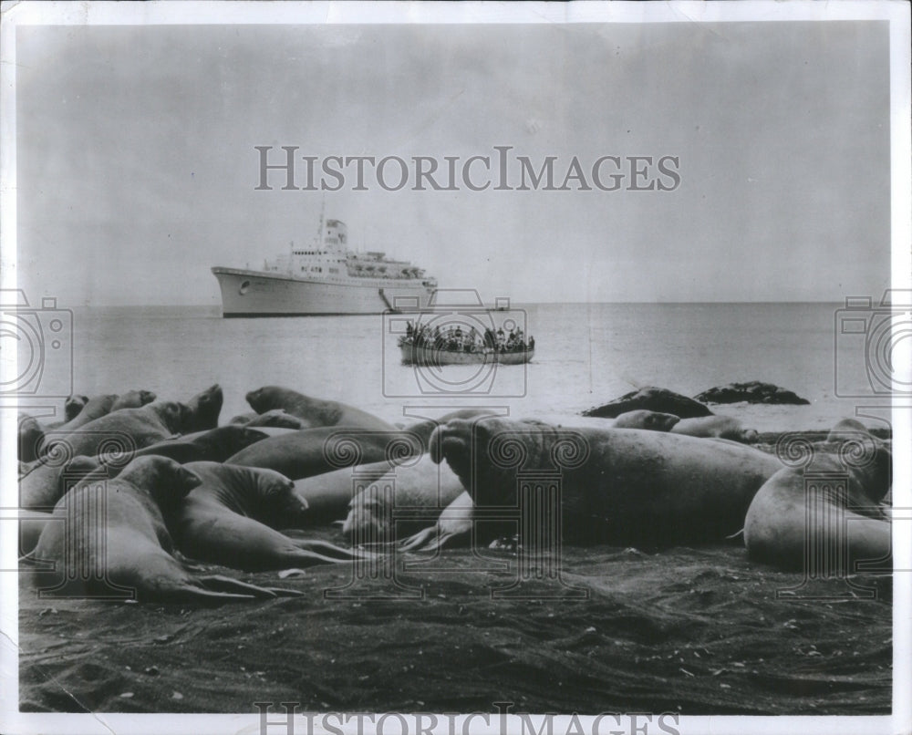 1970 Press Photo Seals Animals Island Boats People - Historic Images