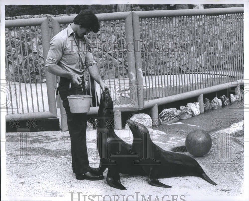 1979 Press Photo Sea Lions