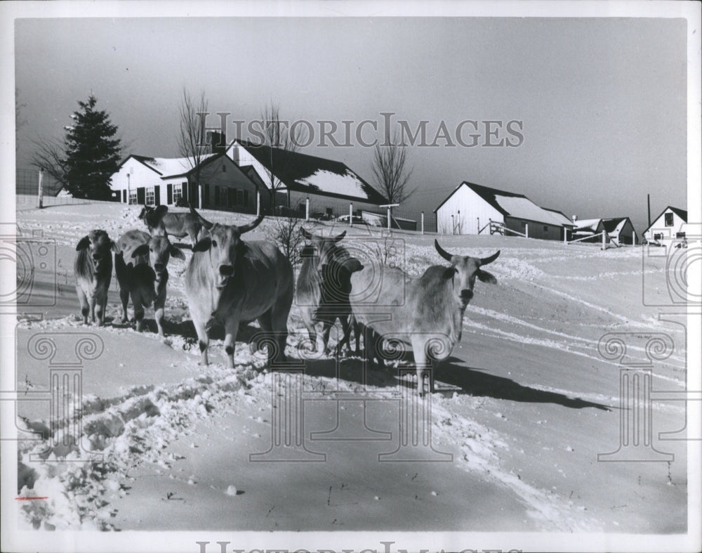 1950 Press Photo Animals Ranche Snow Cattles