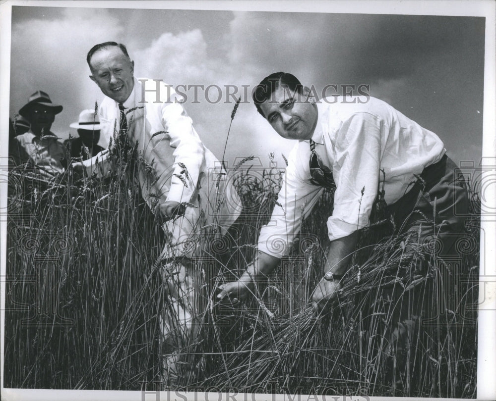 1946 Press Photo Grass Fertile Region Wheat Cereal