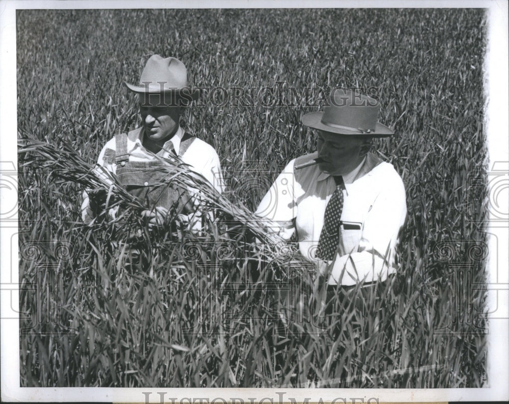 1946 Press Photo Wheat Champion Field National Phillip