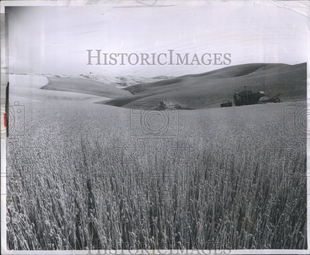 1955 Press Photo Harvesting