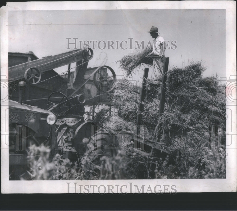 1947 Press Photo Wheat Michigan