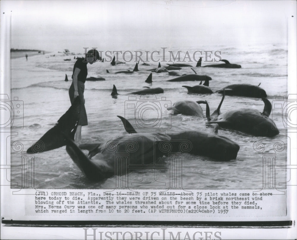 1957 Press Photo Pilot Whales Beached Ormand Beach FL