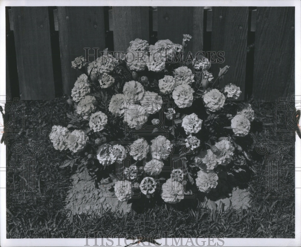 1957 Marigold Flowers-Historic Images