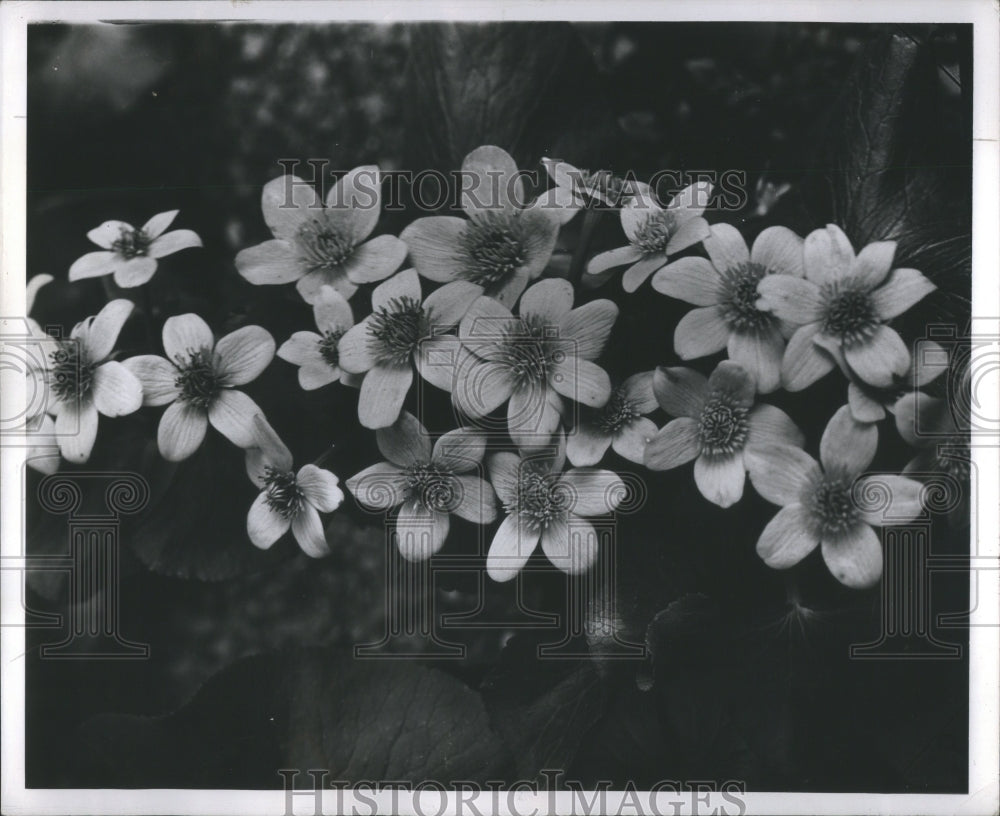 1945 Press Photo Picture Marsh Marygold Plant Ground