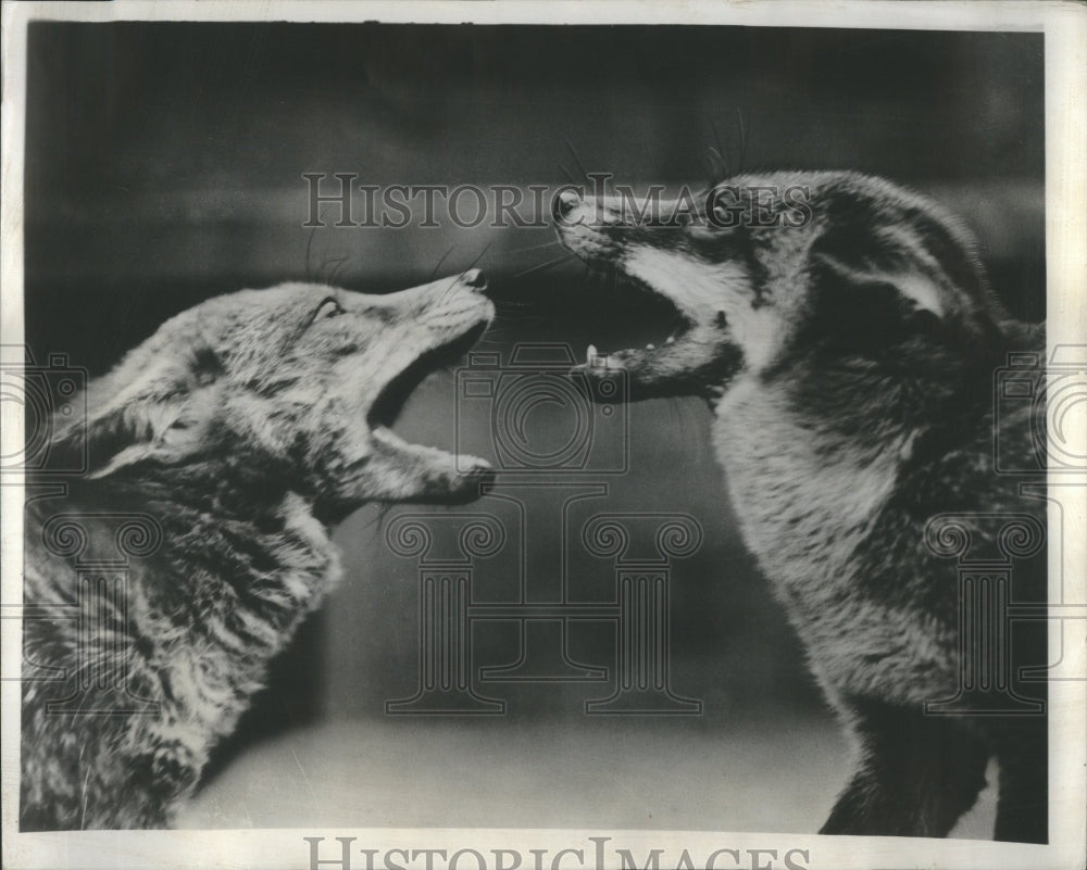 1949 Press Photo white collar zoo hell