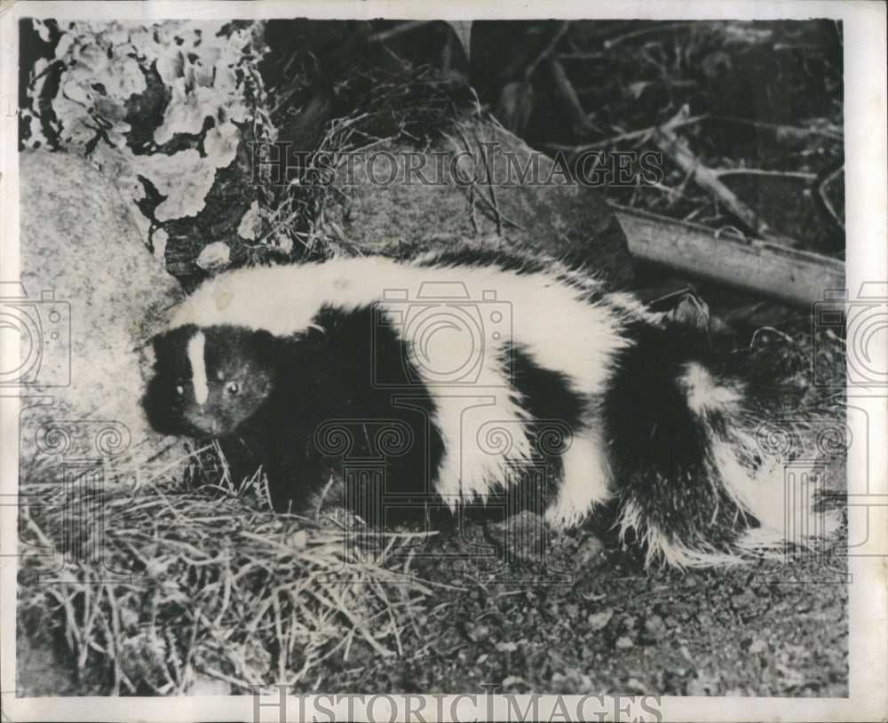 1949 White Collar Zoo Formally Associated  - Historic Images