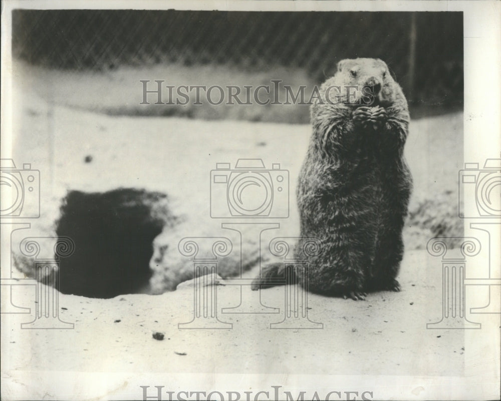 1949 Press Photo White Collar Zoo Prairie Dog Eating