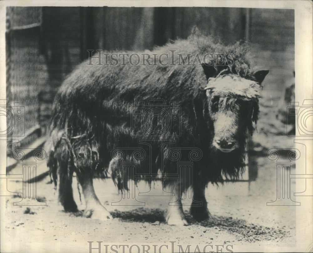 1949 Press Photo white collar zoo aspirin night