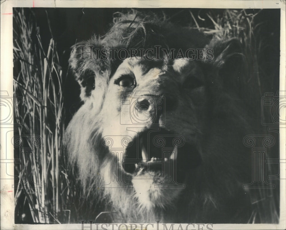 1949 Press Photo White color zoo Lm Animal Tiger Forest