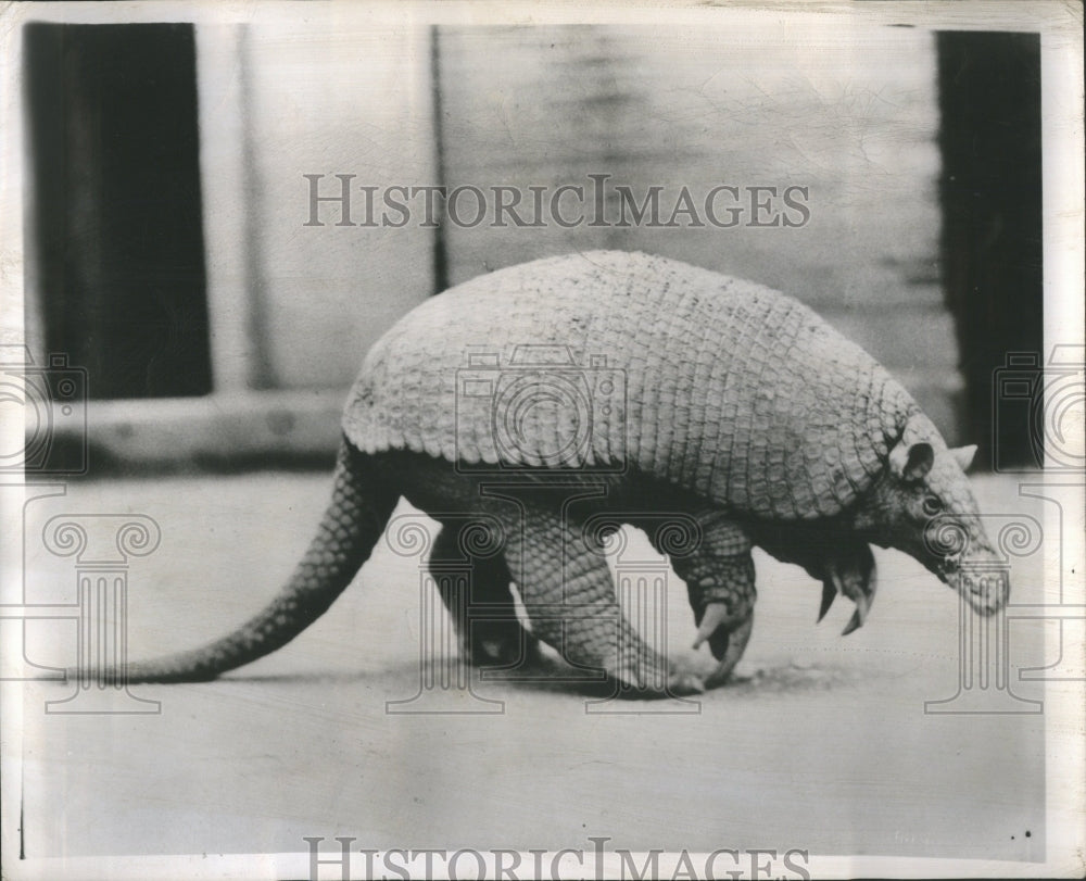 1949 Press Photo White Color Zoo Inferiority Complex