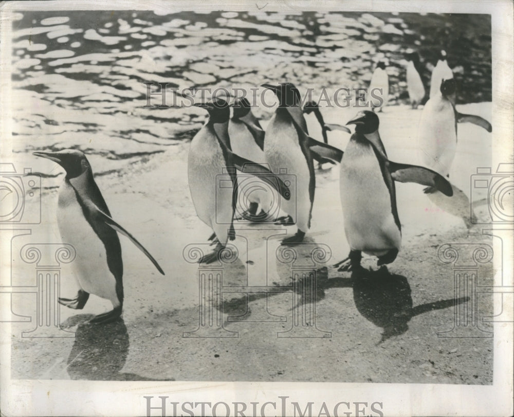 1949 White Collar Zoo Press Photo