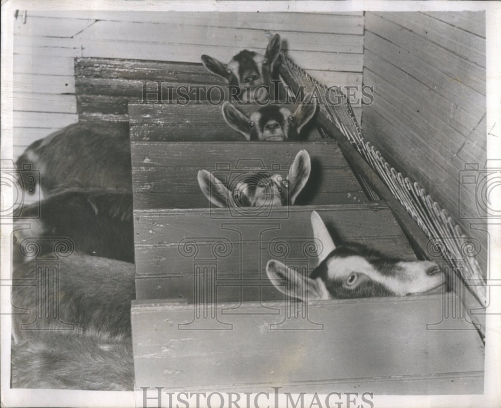 1949 Press Photo Buffaloes Shelter White Collar Zoo