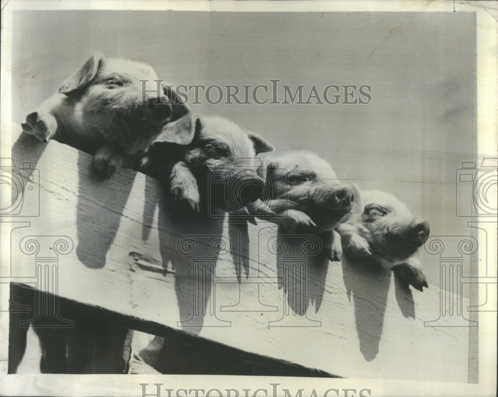 1949 Press Photo white collar zoo junior partners