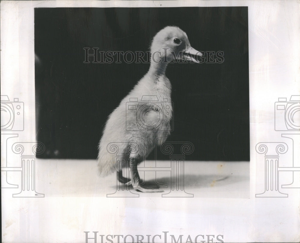 1949 Press Photo White Color Zoo interesting job thing