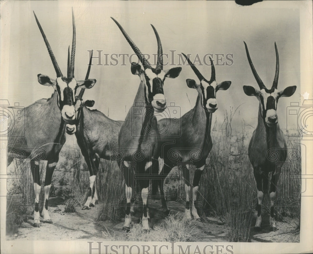 1949 Press Photo Initiation night lodge animals home