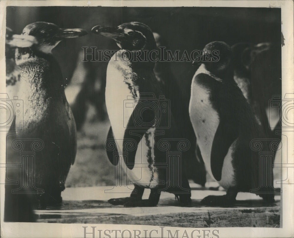 1949 Home Sweet Zoo Press Photo