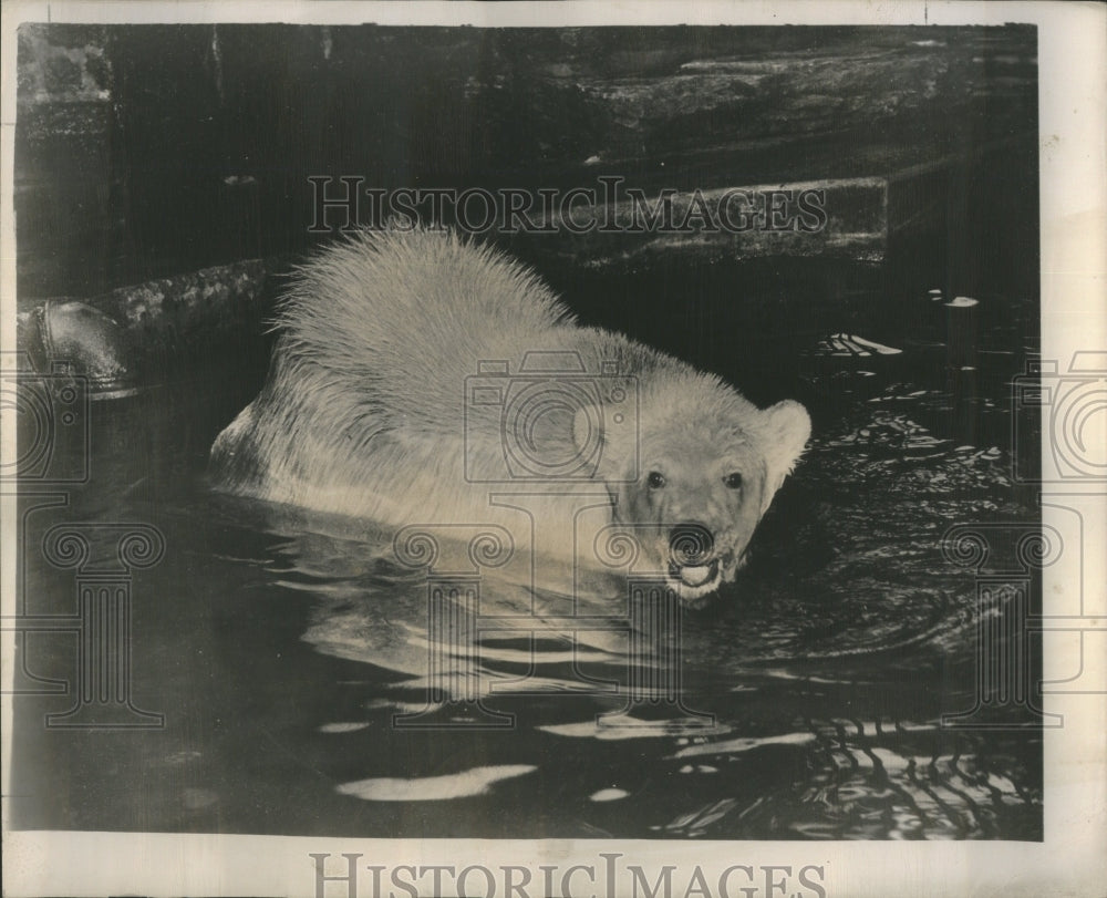 1949 Press Photo Rome Jweet coo Better Phone manga