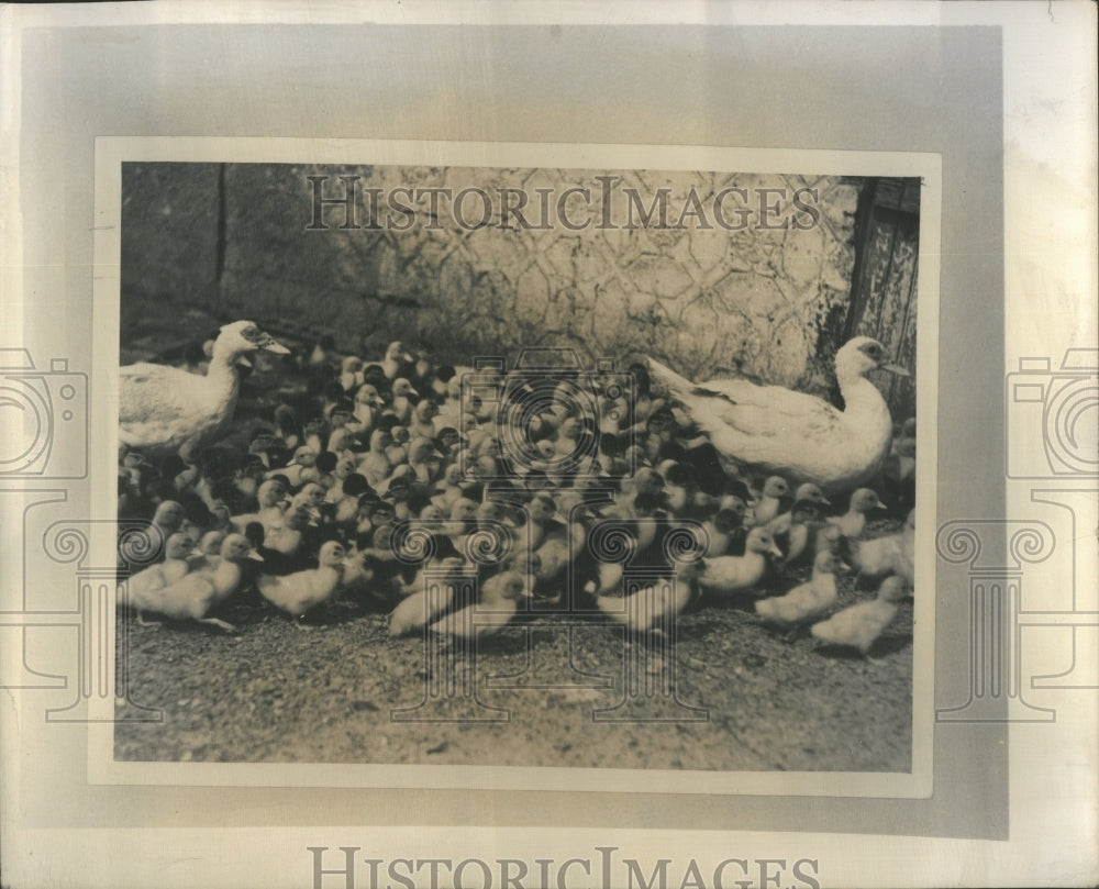 1950 Press Photo Duckings Following The Leader Duck