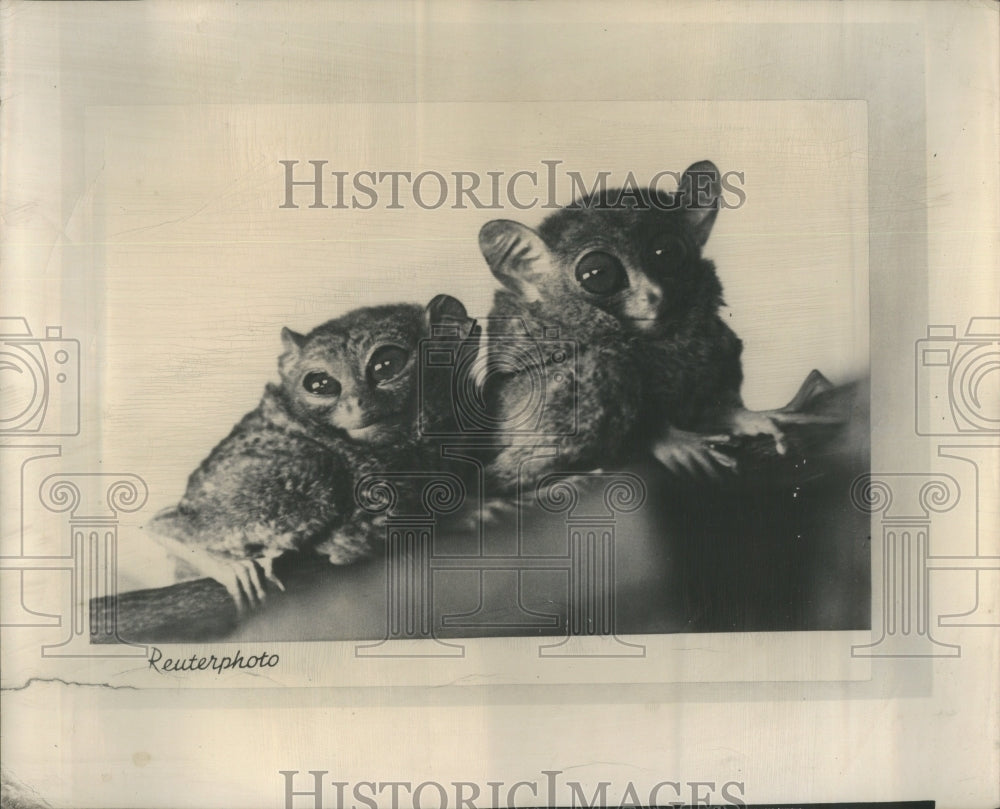 1949 Home Sweet Zoo Press Photo