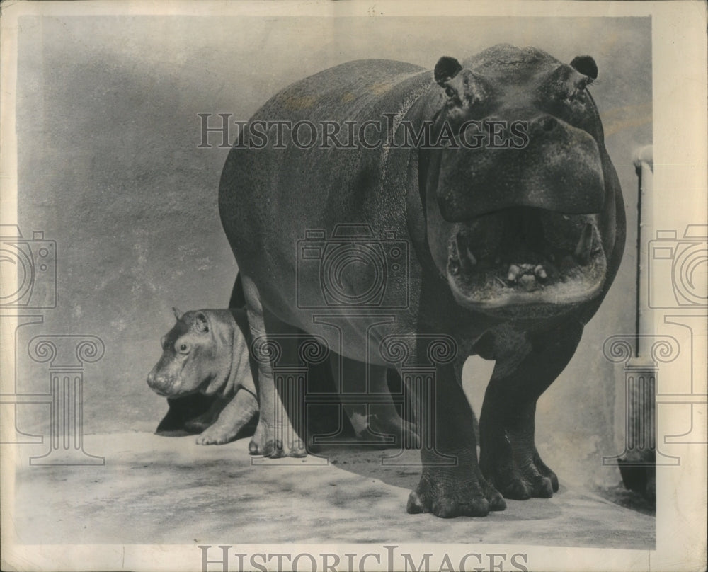 1950 Home Sweet Zoo Hippo  - Historic Images