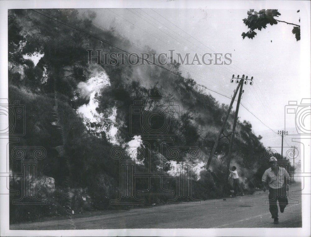 1956 Press Photo forest referred