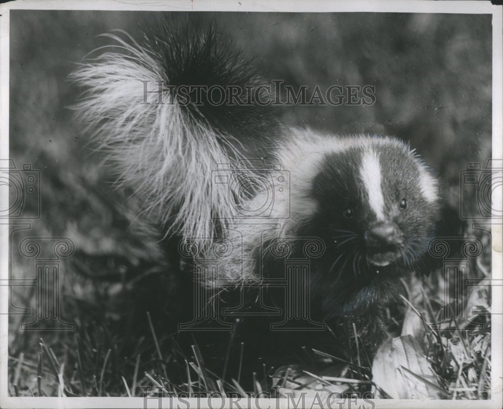 1951 Press Photo Animals Skunks