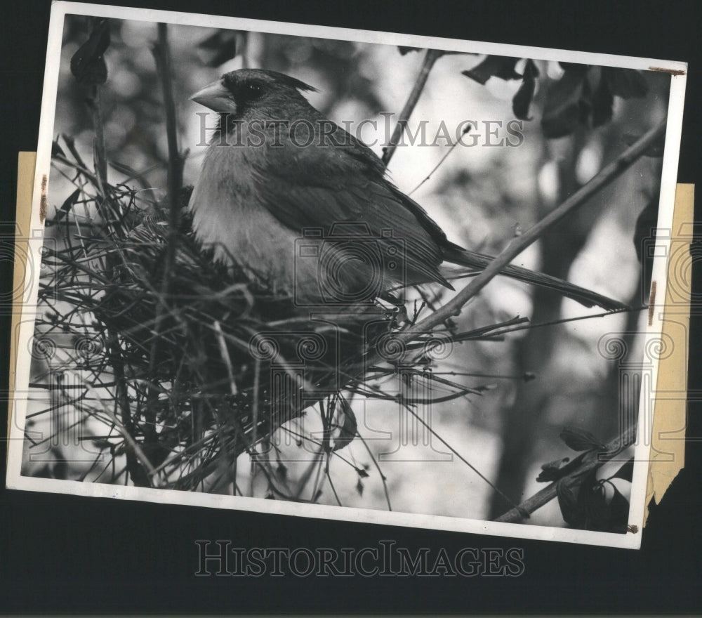 1944 Press Photo Kentucky Cardinals Birds Winter MI - Historic Images