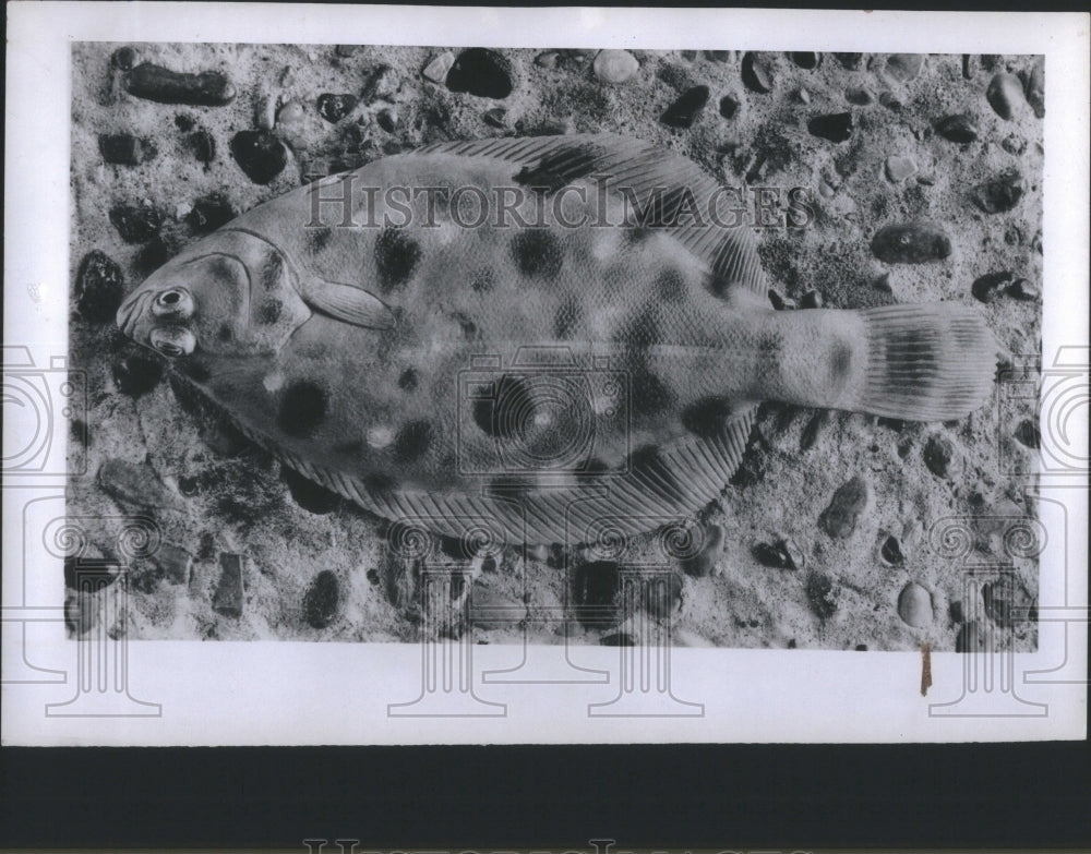 1944 Press Photo Background FIsh Sand