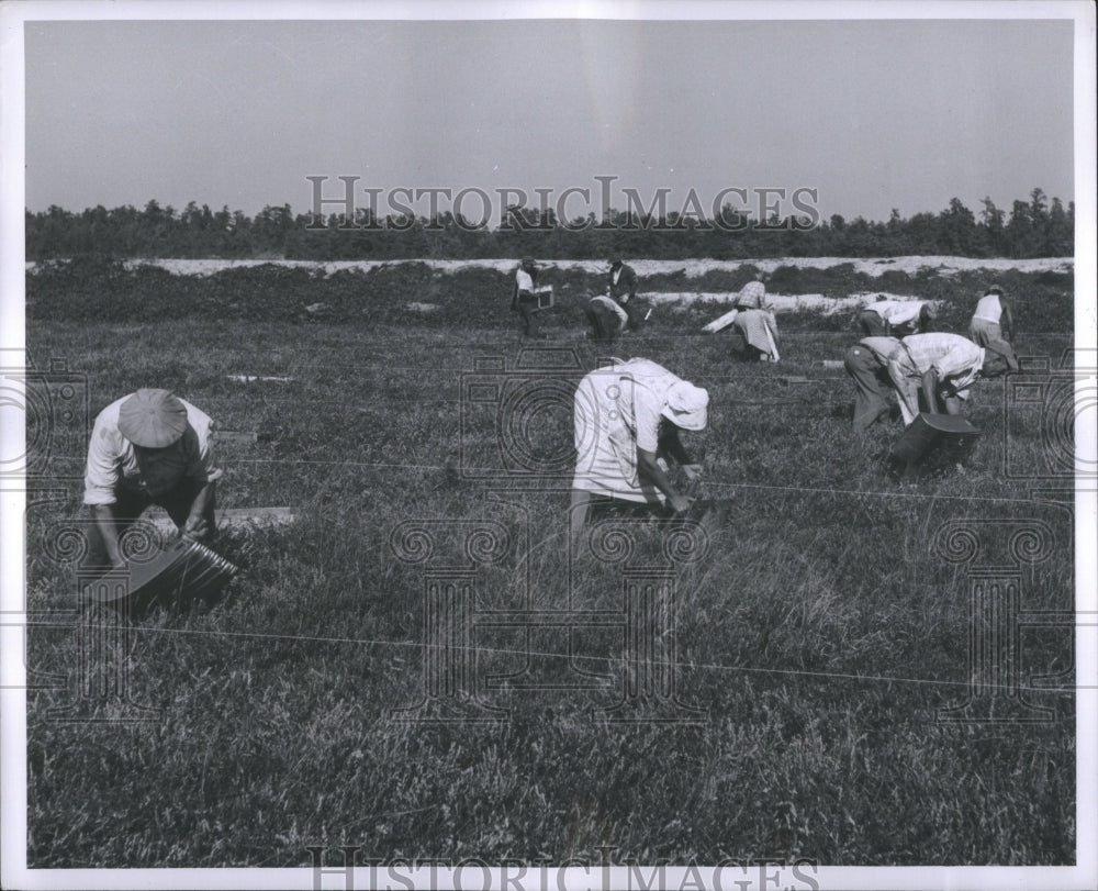 1956 Press Photo Cranberry Country