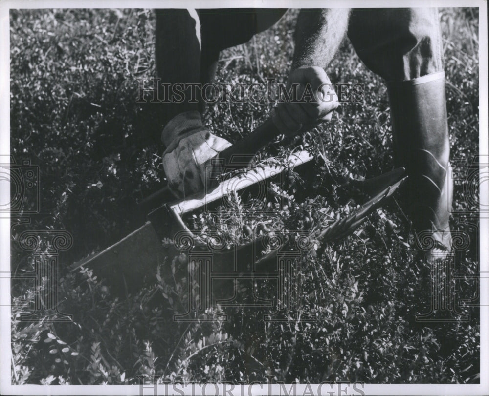 1956 Press Photo Cranberry Harvesting