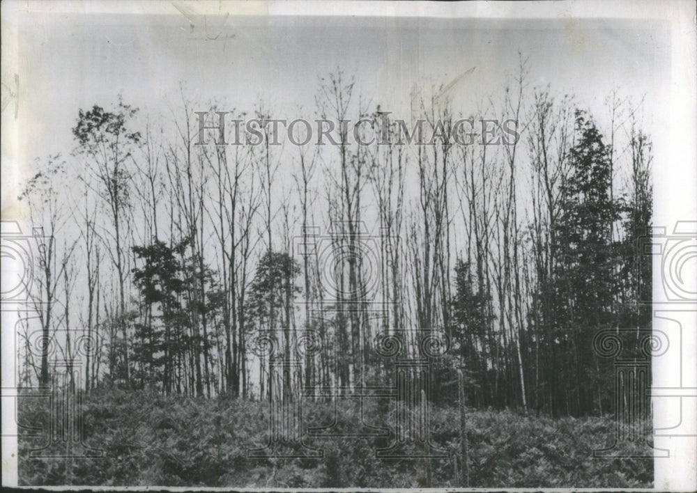 1955 Press Photo A group of trees &quot;Walking Sticks&quot;