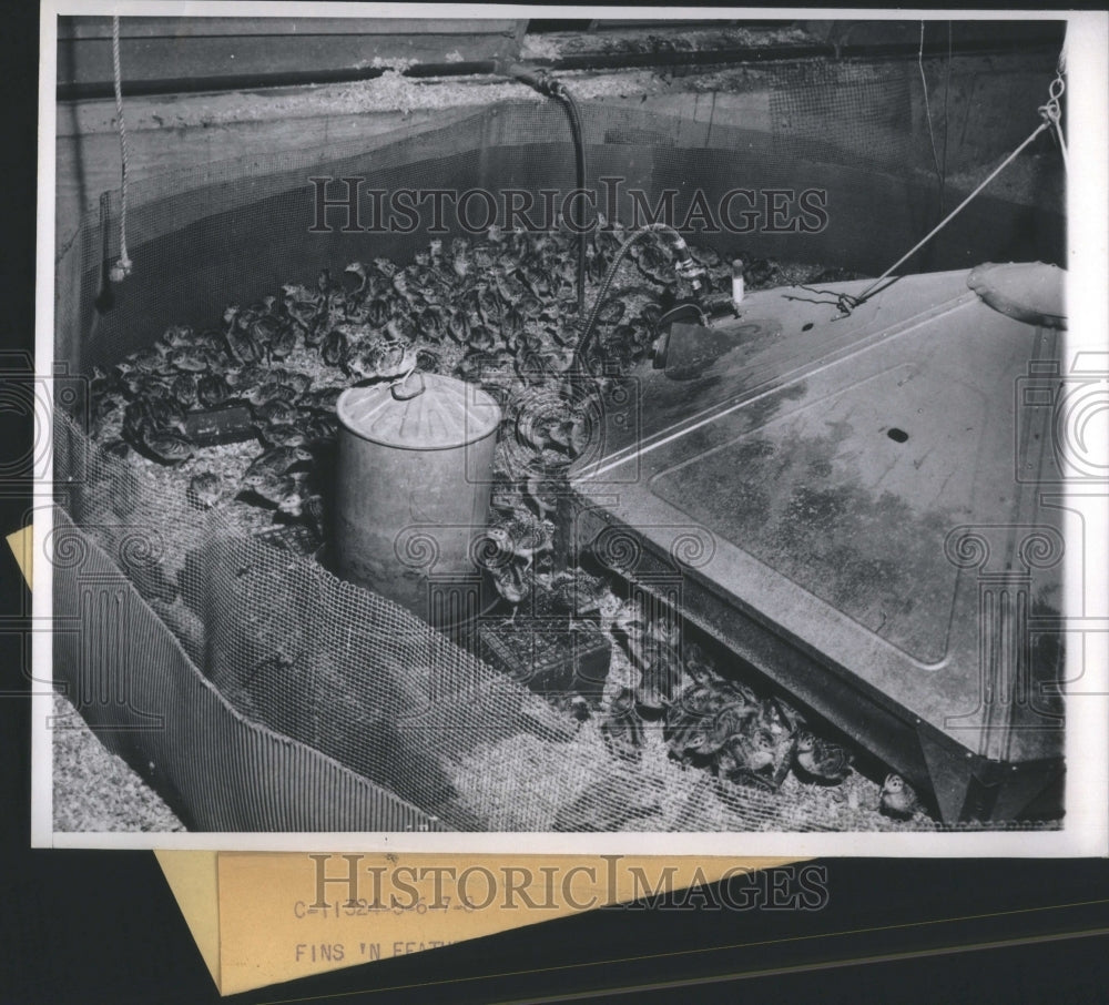 1951 Press Photo Pheasant Chicks Raised In Farm Brooder