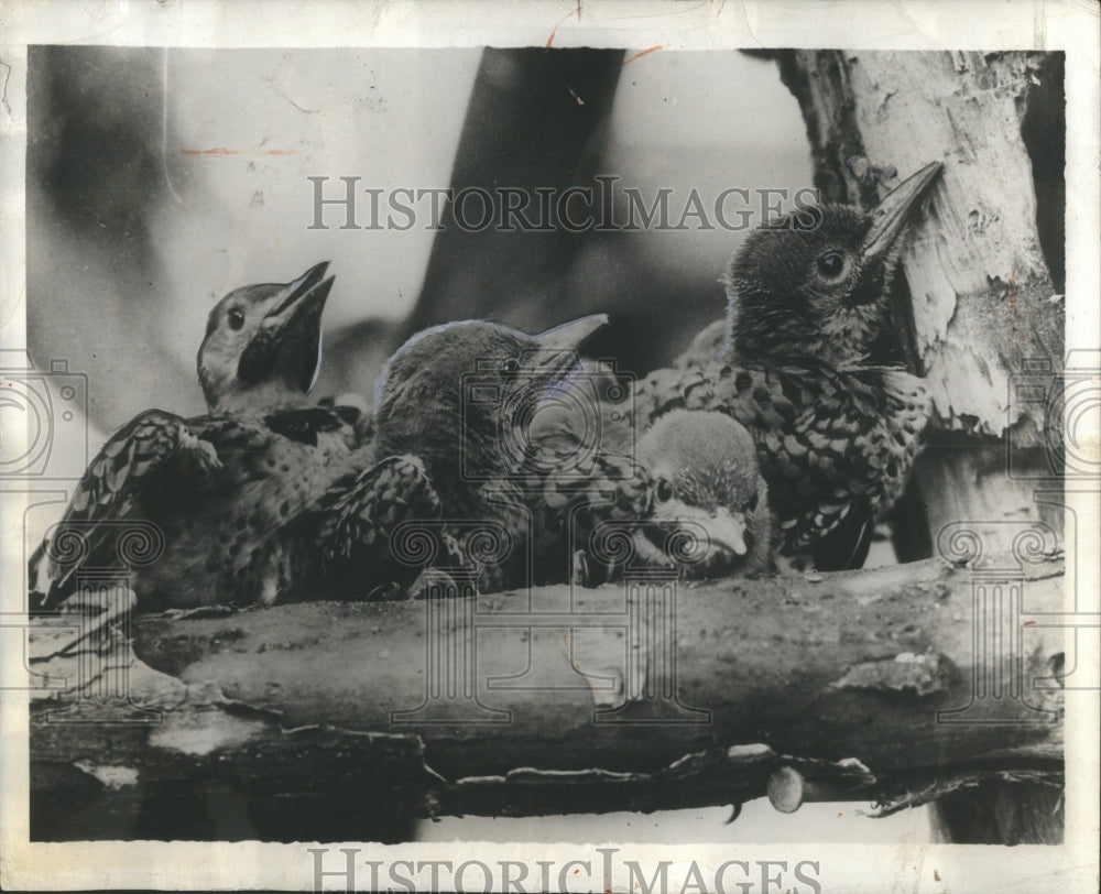 1932 Press Photo Flicker Fledgling Birds