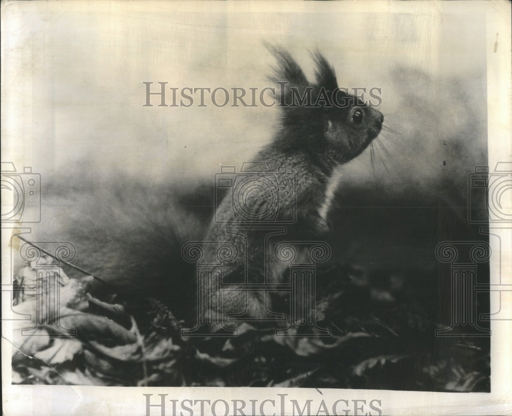 1949 Press Photo White Collar Zoo Number 52 Squirrel