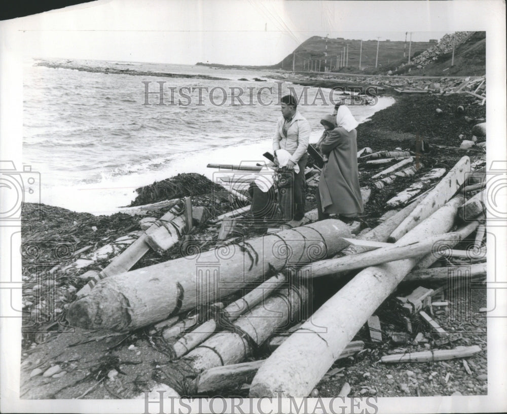 1950 Press Photo Piles of wood on island shore