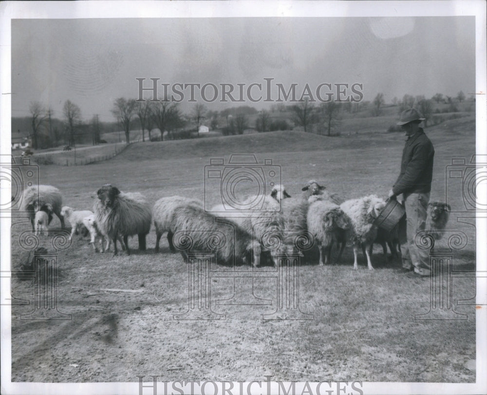 1948 Press Photo Perry feeding his sheep. - Historic Images