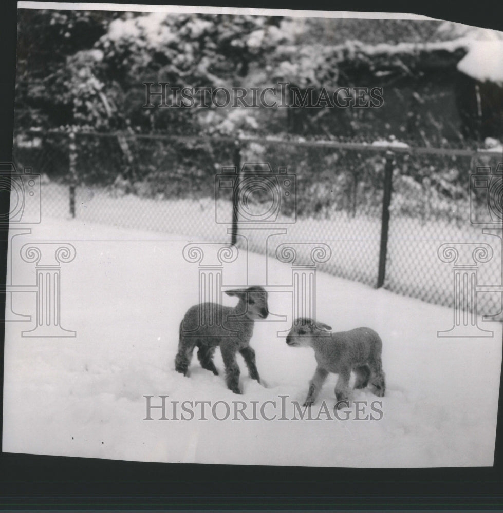 1954 Press Photo Baby Lambs Detroit Zoo - Historic Images