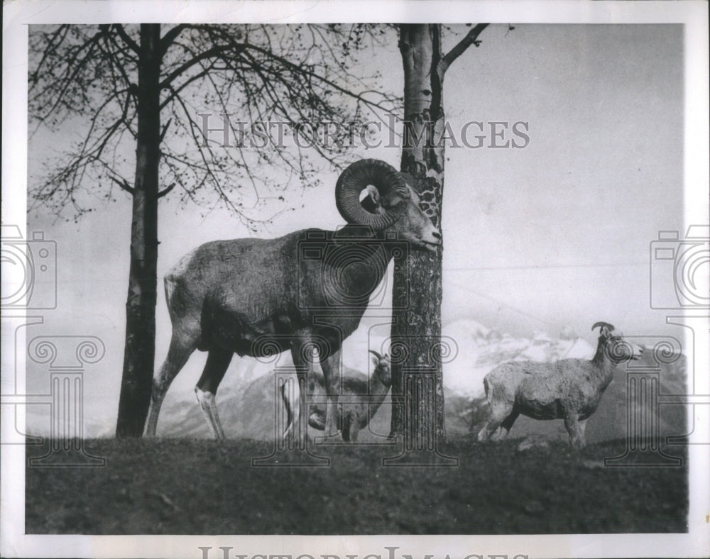 1953 Press Photo Animals Bighorn Sheep