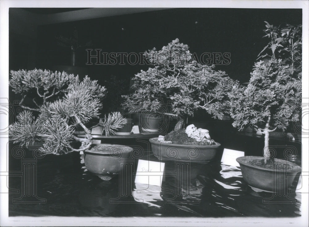 1971 Press Photo Group of Bonsai Trees