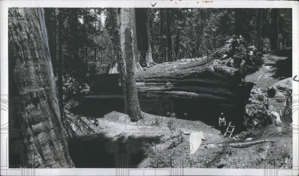 1937 Press Photo Sequoia Trees Grant Park California