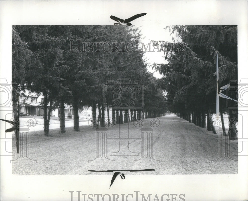 1975 Press Photo Trees