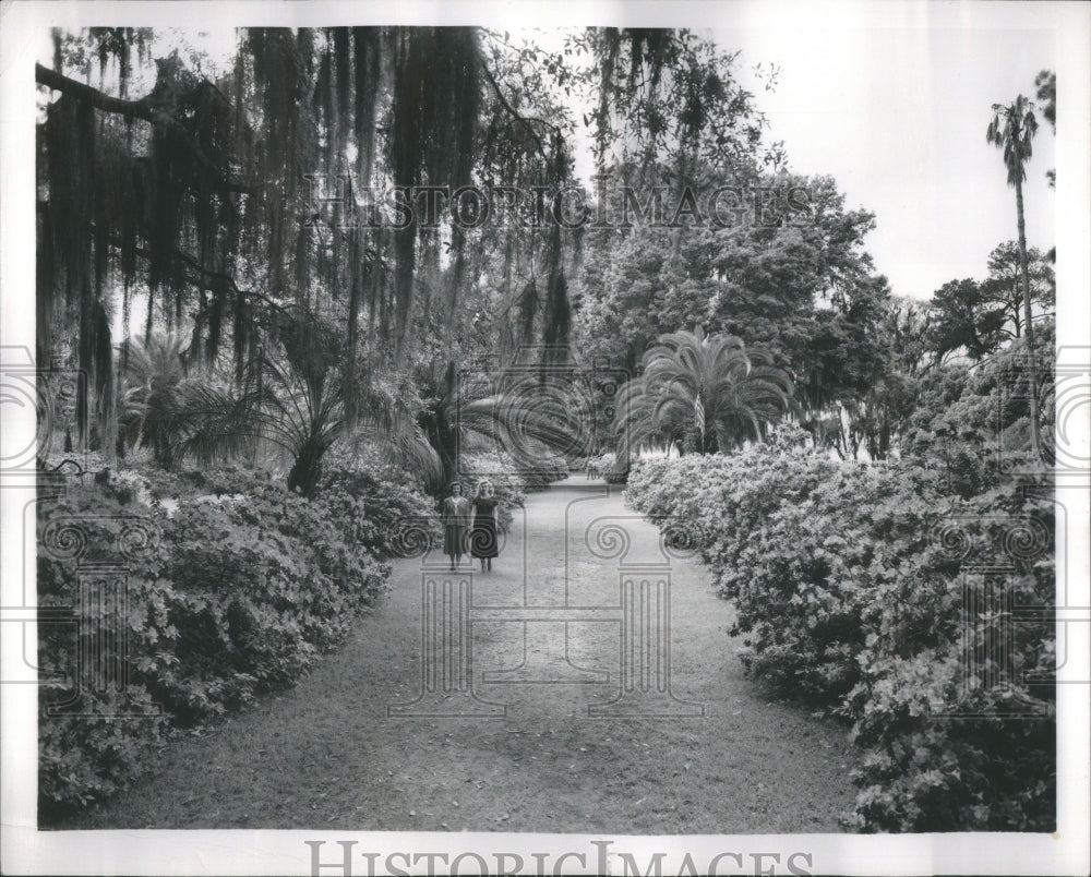 1950 Press Photo Azaleas Tropical Palms Florida Winter