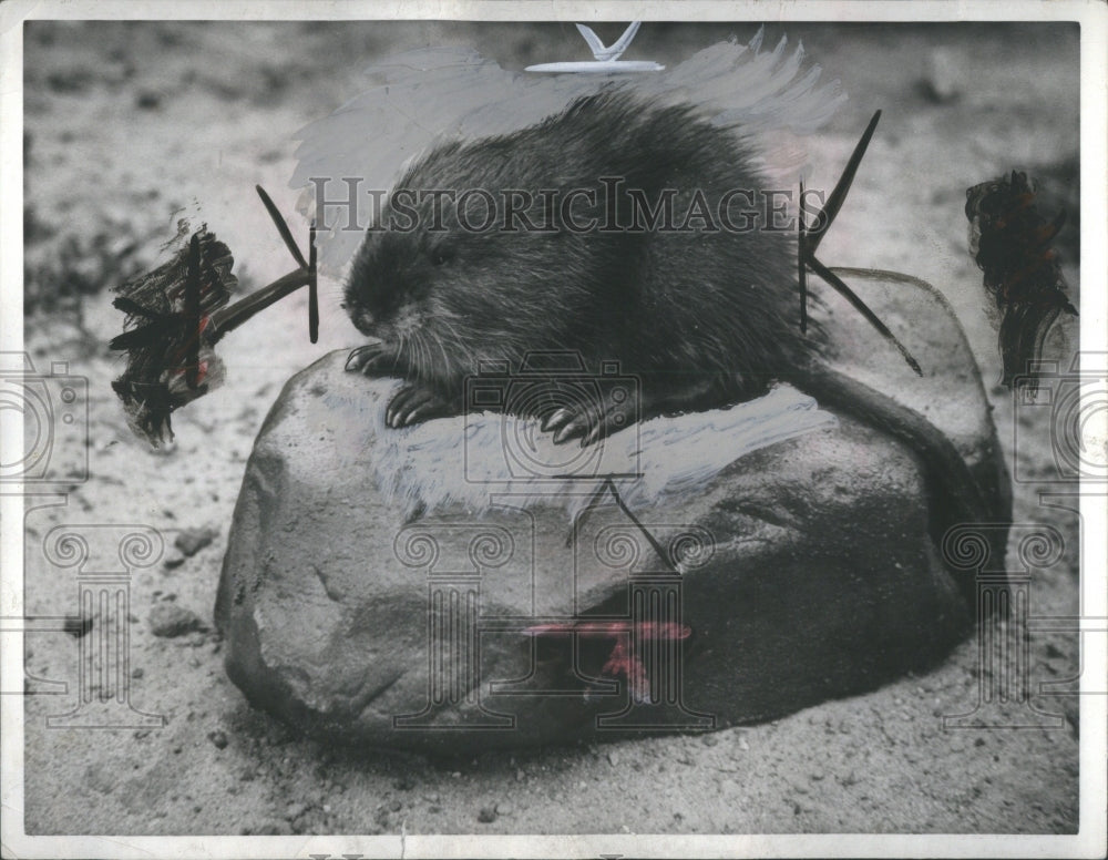 1941 Press Photo Muskarts Animal Sleeping Rock Nails Bi