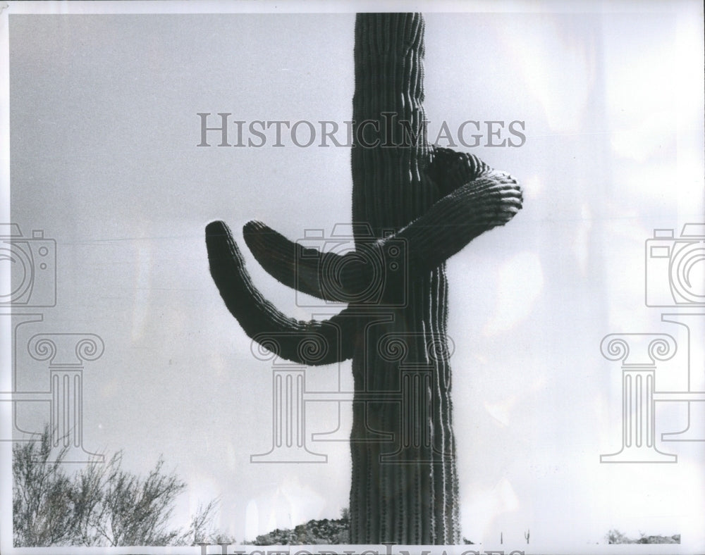 1955 Press Photo Cactus