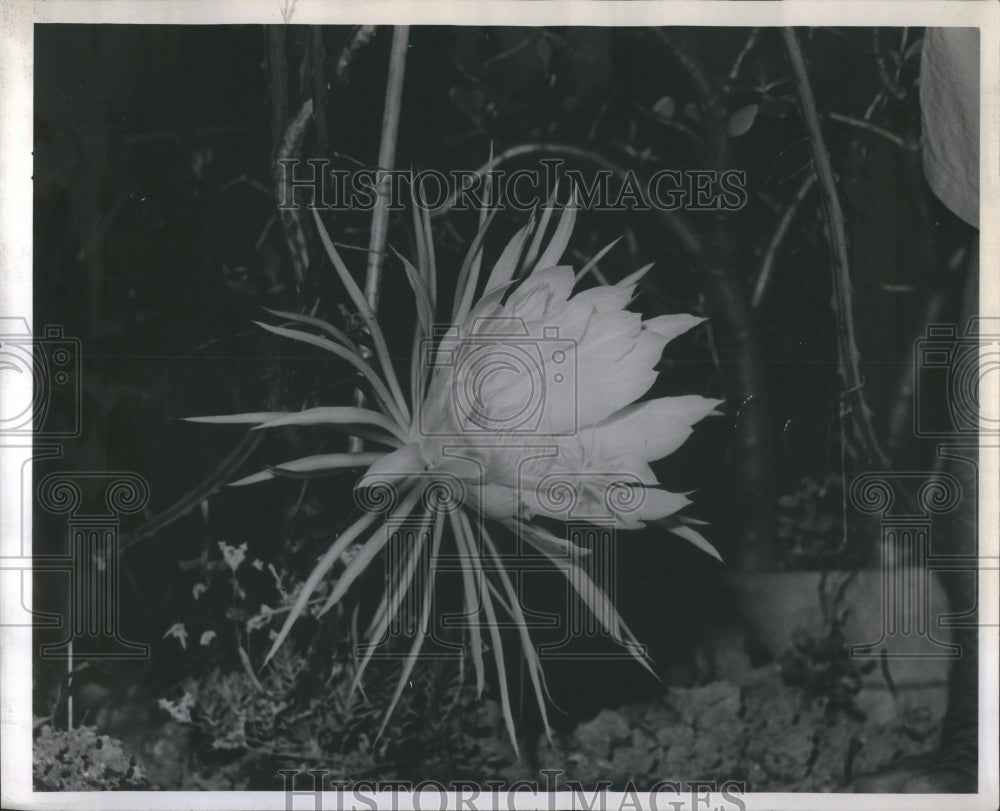 1945 Press Photo Centvey Plants Bloo Arthur K Krug Gard