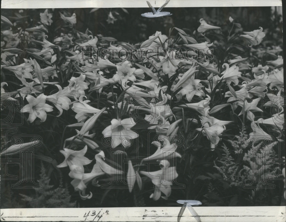 1936 Press Photo Flowers Exibhit the Lillly California