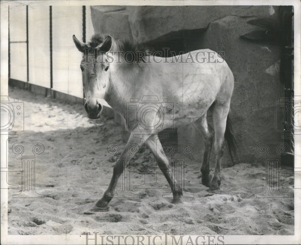 1955 Press Photo Brookfield Przhevalsk Horse Breed